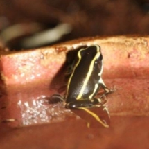 Dendrobates truncatus