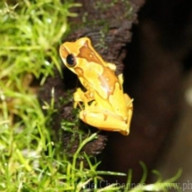 Dendropsophus ebraccatus
