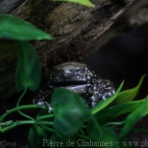 Dermatonotus muelleri