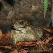 Duttaphrynus melanostictus