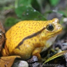 Dyscophus antongilii