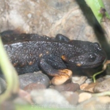 Echinotriton andersoni