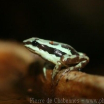 Epipedobates tricolor