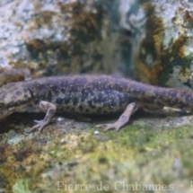 Euproctus platycephalus