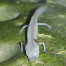 Eurycea rathbuni