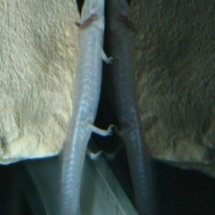 Eurycea sosorum