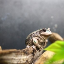 Gastrotheca riobambae