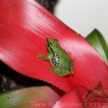 Guibemantis pulcher