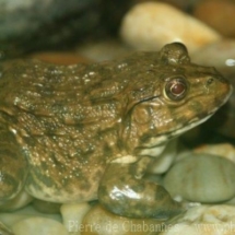Hoplobatrachus rugulosus