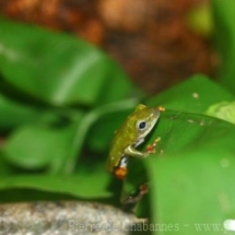 Hyperolius fusciventris burtoni