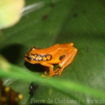 Hyperolius puncticulatus