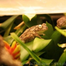 Hypsiboas crepitans