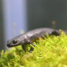 Ichthyosaura alpestris