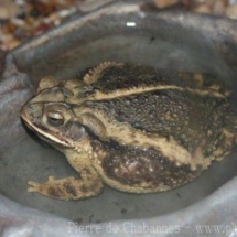 Incilius valliceps