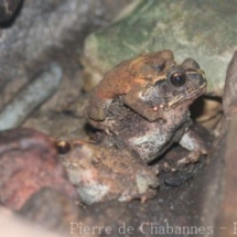 Ingerophrynus galeatus