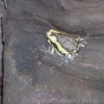 Kaloula pulchra