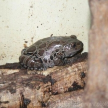 Kassinia maculata