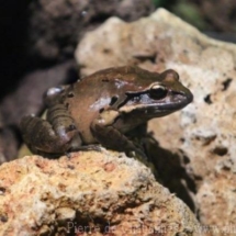 Leptodactylus fallax