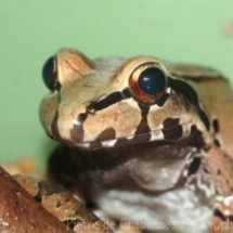 Leptodactylus pentadactylus
