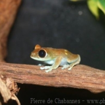 Leptopelis uluguruensis