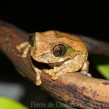 Leptopelis vermiculatus
