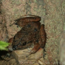 Limnonectes blythii