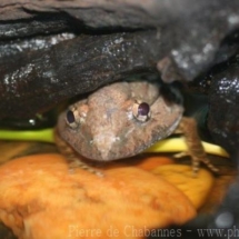Limnonectes gyldenstolpei