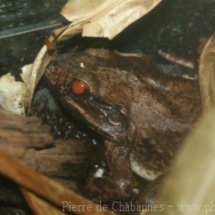 Limnonectes malesianus