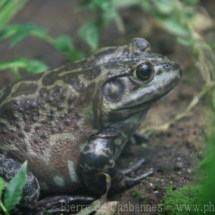 Lithobates catesbeianus