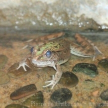 Lithobates sphenocephalus