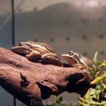 Litoria aurea