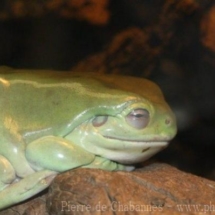 Litoria caerulea