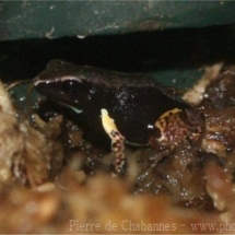 Mantella bernhardi