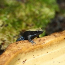Mantella expectata