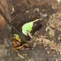 Mantella madagascariensis