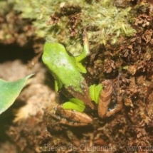 Mantella nigricans