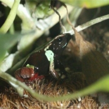 Mantella pulchra