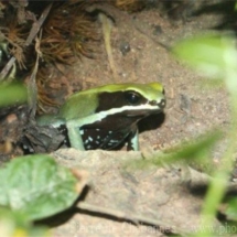 Mantella viridis