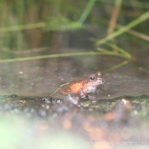 Mantidactylus betsileanus