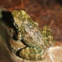 Mantidactylus lugubris