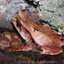 Megophrys nasuta