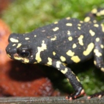 Melanophryniscus stelzneri