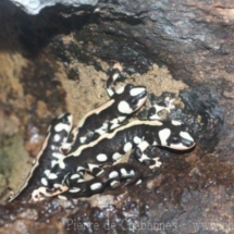 Neurergus kaiseri