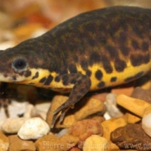 Notophthalmus meridionalis meridionalis