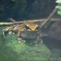 Odorrana swinhoana