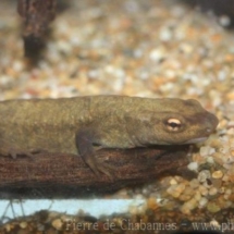 Paramesotriton hongkongensis