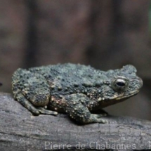 Phrynoidis aspera