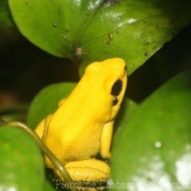 Phyllobates bicolor