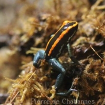 Phyllobates vittatus
