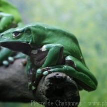 Phyllomedusa bicolor